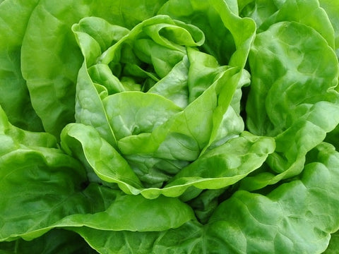 Kopfsalat