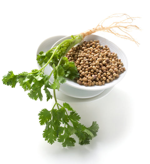 Koriander - CORIANDRUM SATIVUM