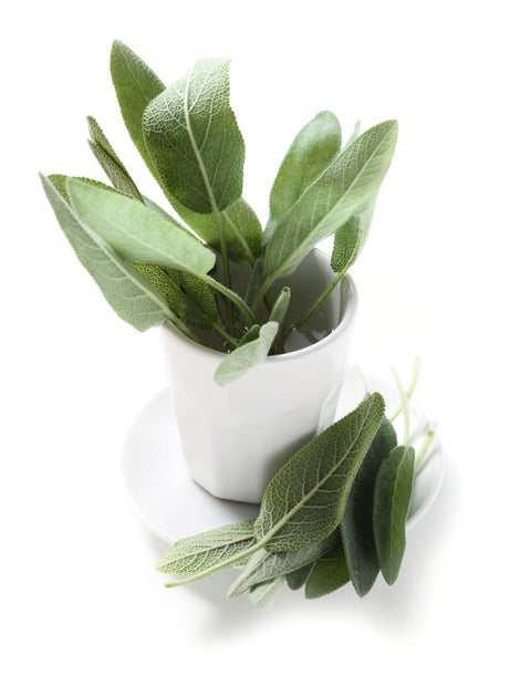 Salbei - SALVIA OFFICINALIS