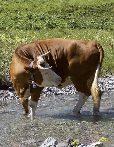 Rindfleisch