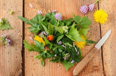 Wildkräuter – diese gesunden Kräuter sollte man essen