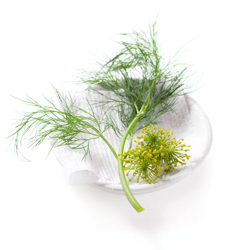 Dill - ANETHUM GRAVEOLENS