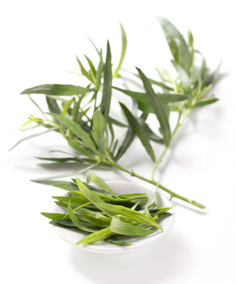 Estragon - ARTEMISIA DRACUNCULUS