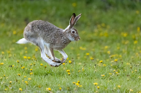 Last Minute Gewürze für Ostern