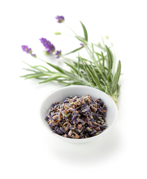 Lavendel - LAVANDULA ANGUSTIFOLIA