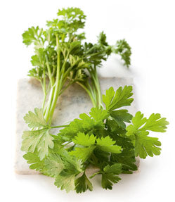 Petersilie - PETROSELINUM CRISPUM