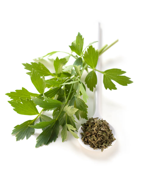 Liebstöckel - LEVISTICUM OFFICINALE