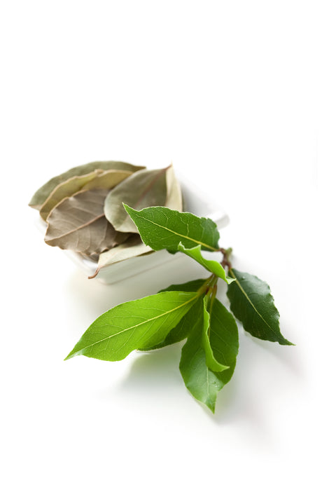Lorbeer - LAURUS NOBILIS