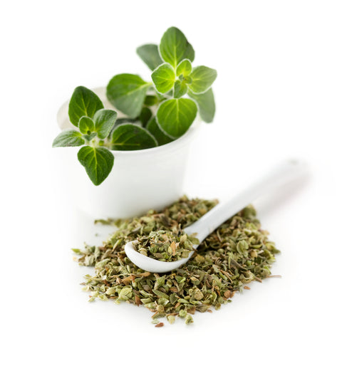 Oregano - ORIGANUM VULGARE