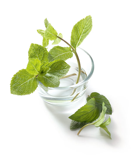 Pfefferminze - MENTHA PIPERITA