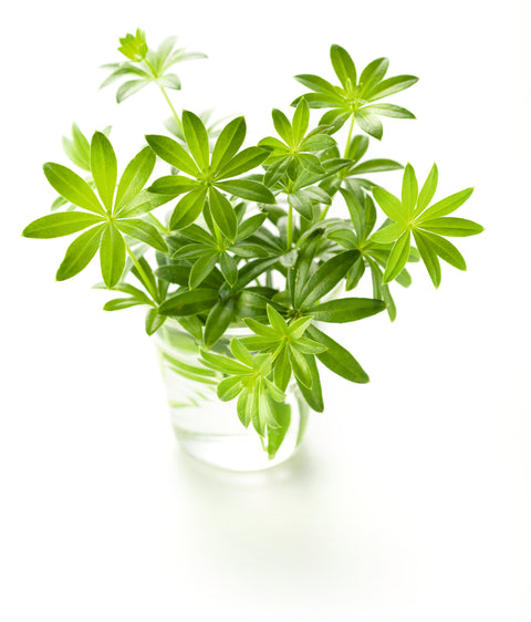 Waldmeister - GALIUM ODORATUM